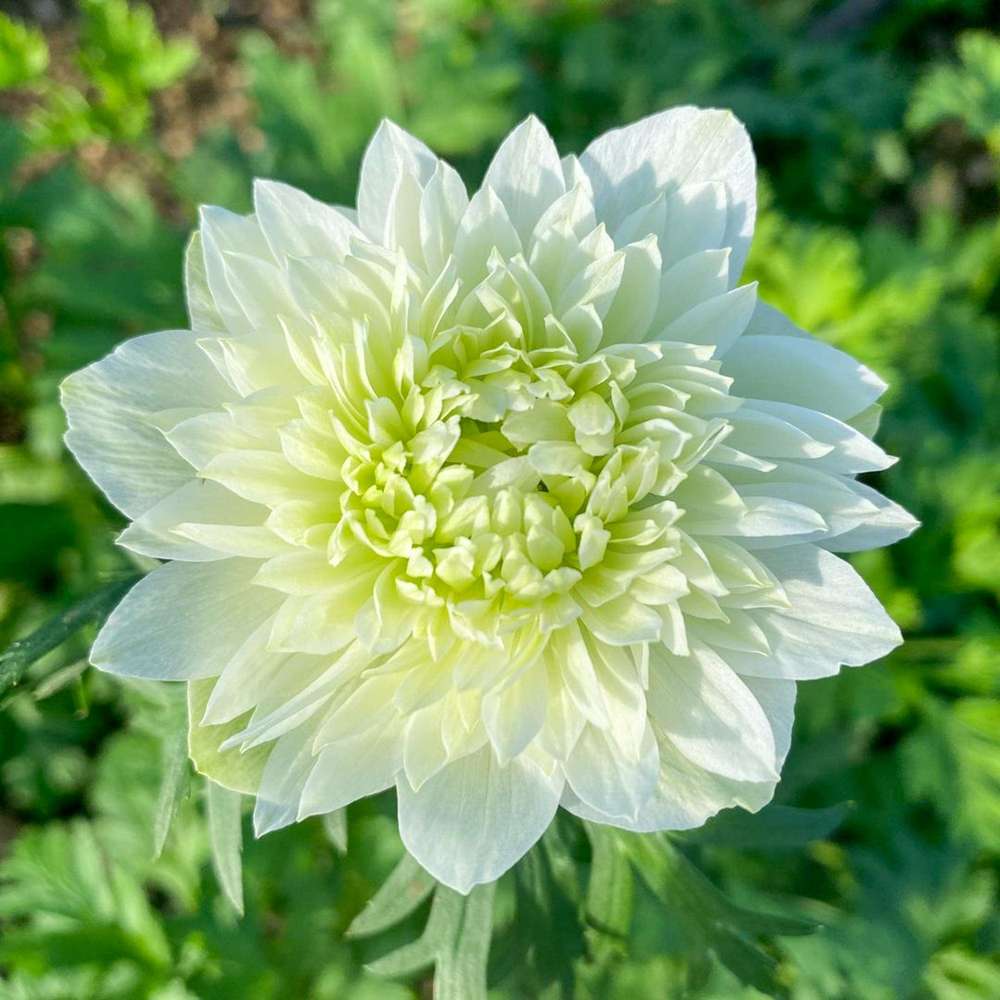 Anemone 'Fullstar White'
